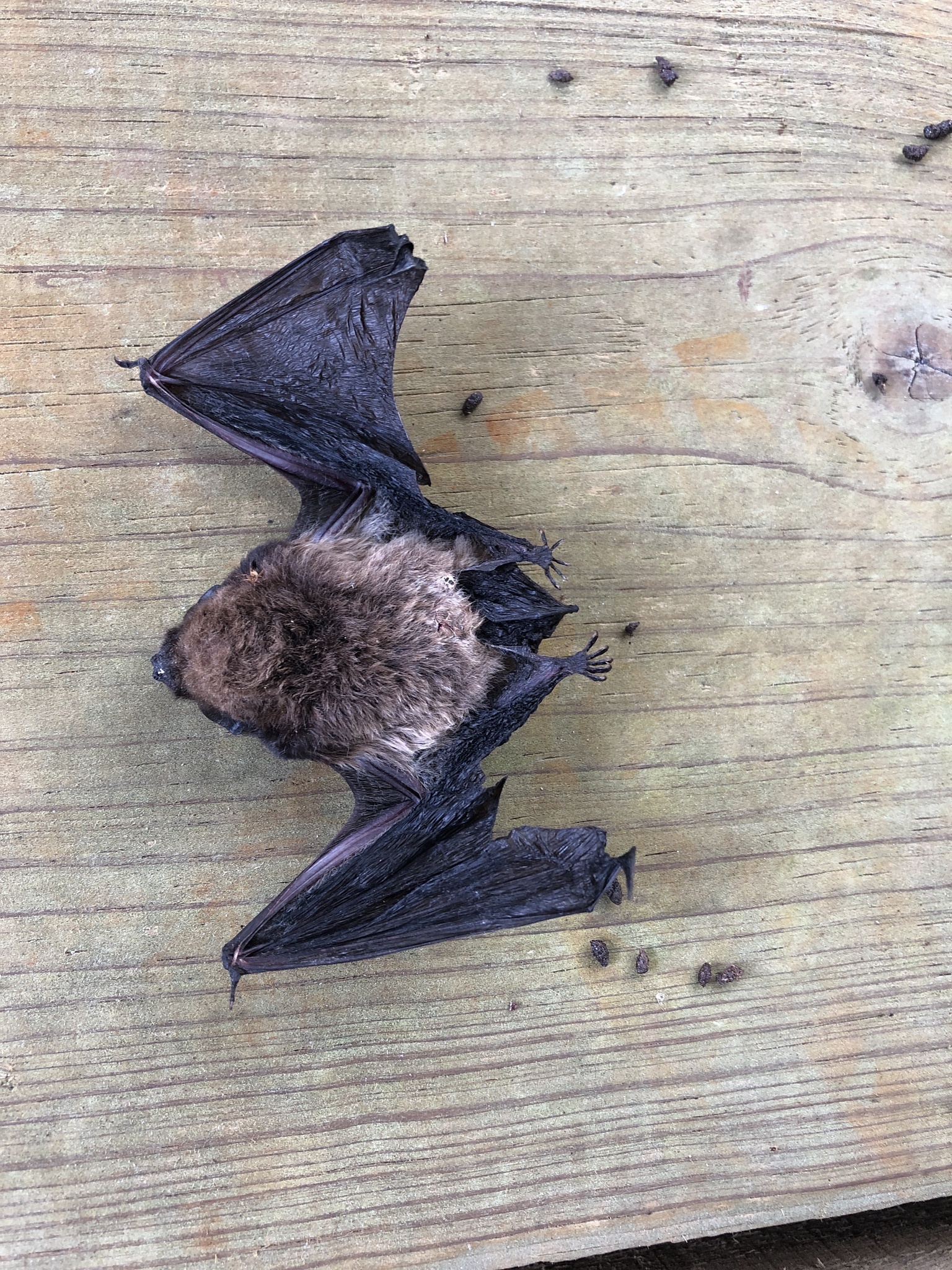 New Caledonia Wattled Bat photo 2