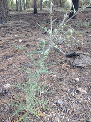 Cirsium wheeleri