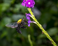 Xylocopa ruficornis