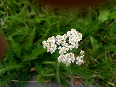 Achillea millefolium