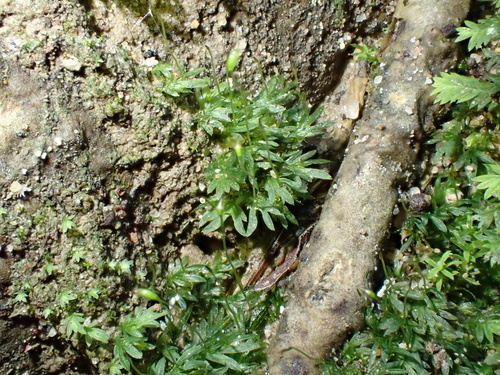 Image of Fissidens exilis by no rights reserved
