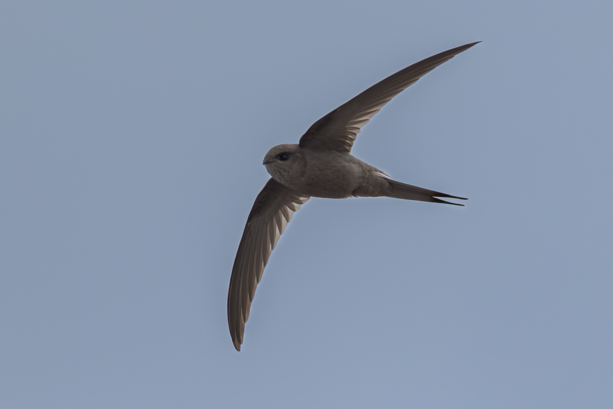 African Palm Swift (Cypsiurus parvus)