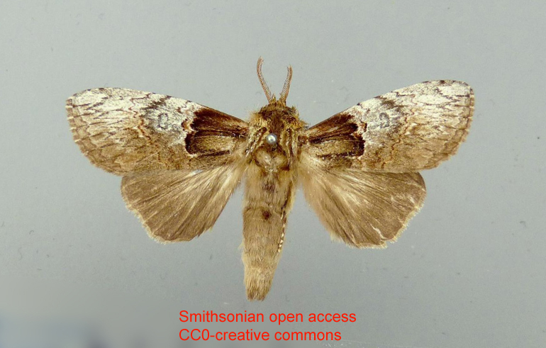 Marianita galibensis