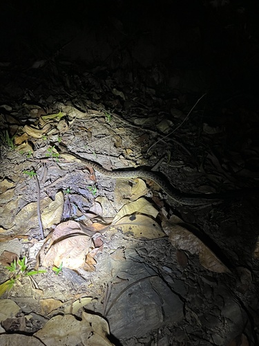 Spotted Python sighting