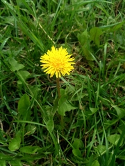 Taraxacum officinale