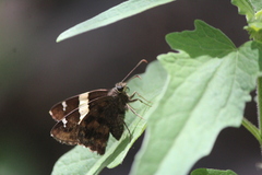 Thorybes pseudocellus