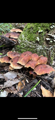 Hypholoma frowardii
