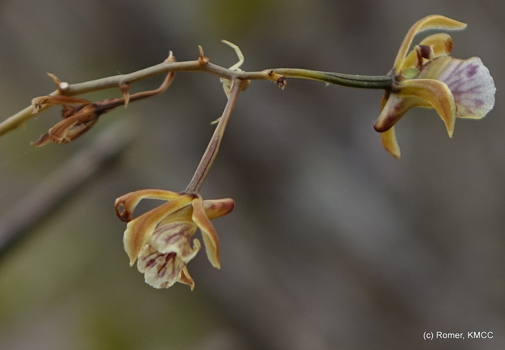 Eulophia beravensis