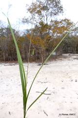 Eulophia beravensis image