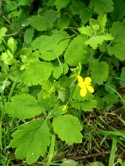 Chelidonium majus