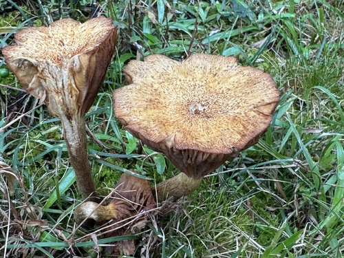 Desarmillaria tabescens