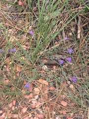 Penstemon caespitosus desertipicti