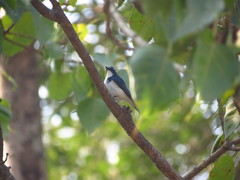 Ficedula superciliaris