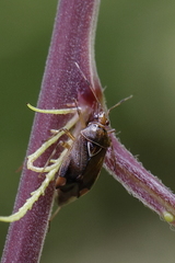 Deraeocoris flavilinea