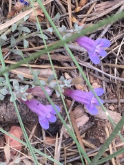 Penstemon caespitosus desertipicti