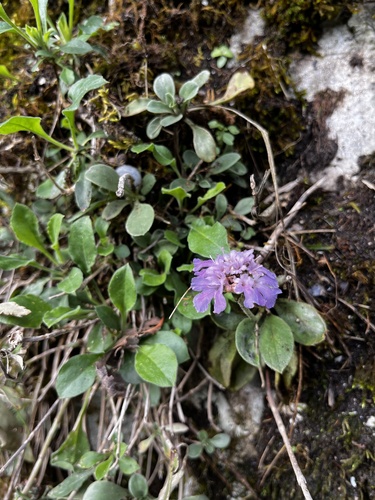 Lomelosia olgae