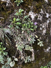 Lomelosia olgae, photograph Наталья Пикалова, CC BY, iNaturalist via GBIF