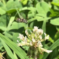 Calliopsis andreniformis