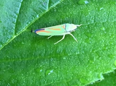 Graphocephala