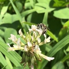 Calliopsis andreniformis