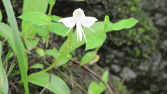 Habenaria rariflora