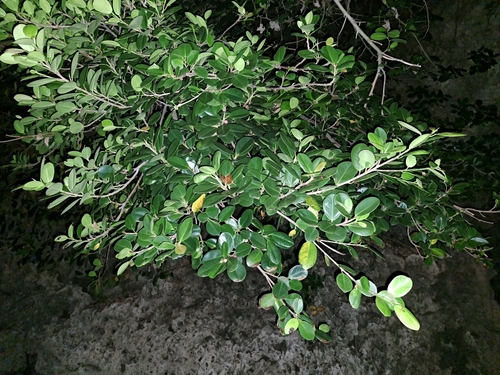 Image of Ficus tinctoria by (c) vrxz, some rights reserved (CC BY-SA)