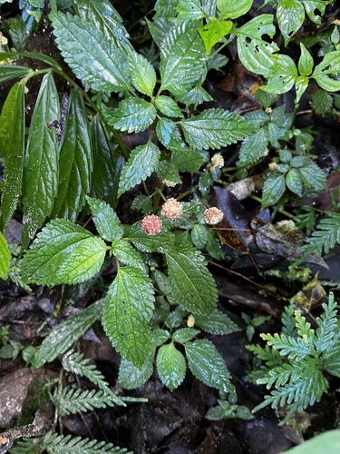 Image of Lecanthus peduncularis by (c) 黃美滿, some rights reserved (CC BY)