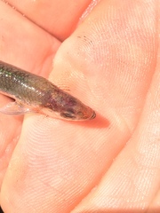 Notropis rubellus