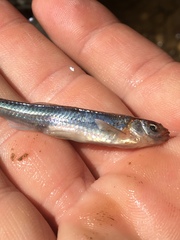 Notropis rubellus