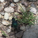 Calosoma atrovirens - Photo (c) José Belem Hernández Díaz, some rights reserved (CC BY), uploaded by José Belem Hernández Díaz