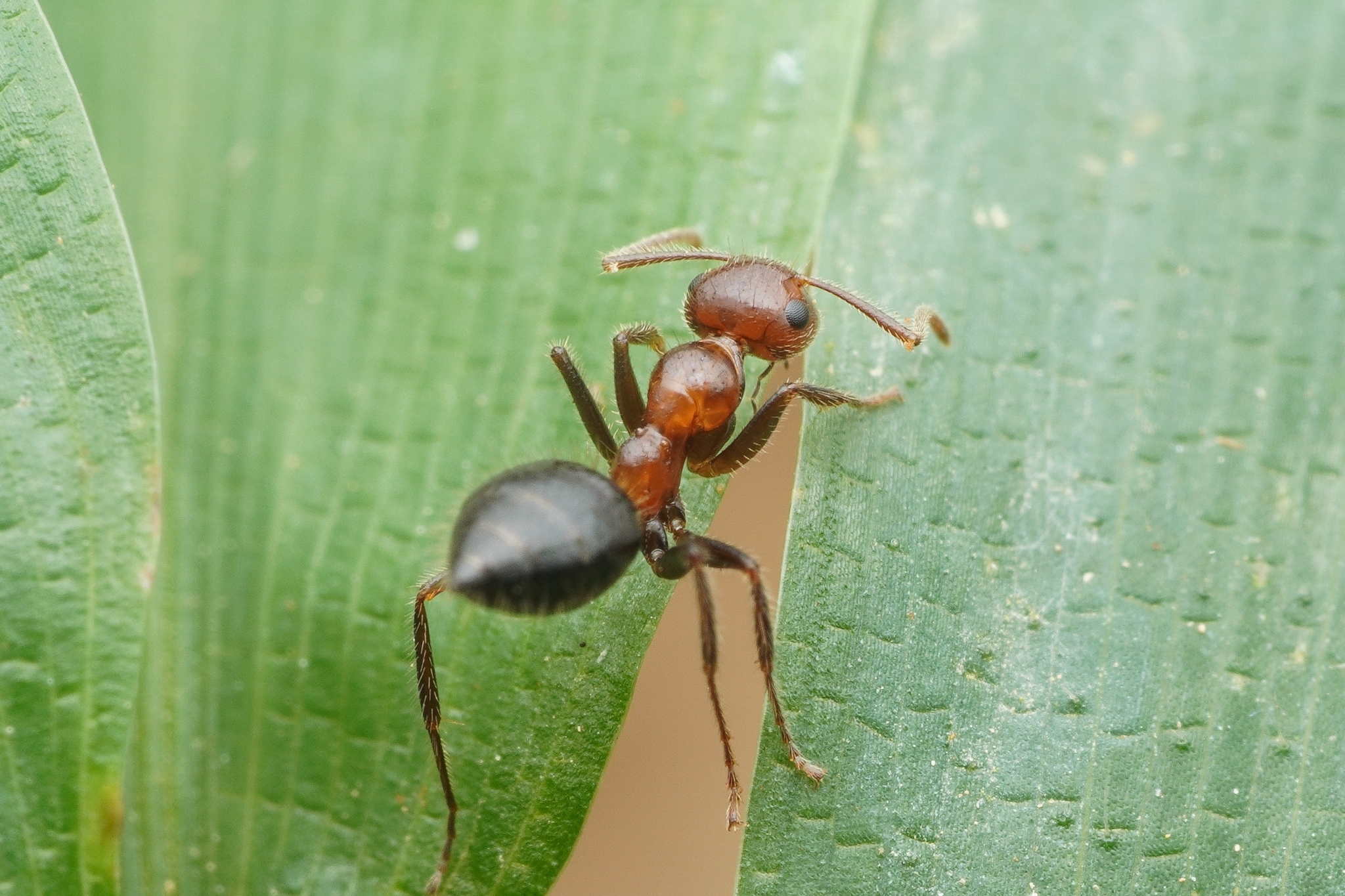 Camponotus minus