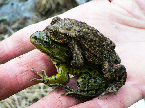 European Toad, Beetsterzwaag, Nederland, photo 9 of 10