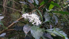 Pavetta hongkongensis