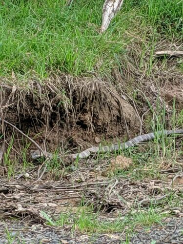 Tiger Snake sighting