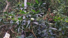 Pavetta hongkongensis