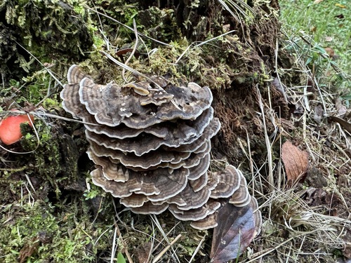 Trametes versicolor