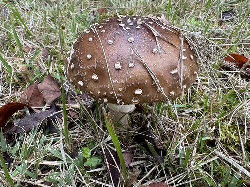Amanita ibotengutake