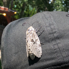 Prionoxystus robiniae