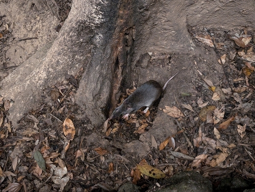 Queensland Barred Bandicoot