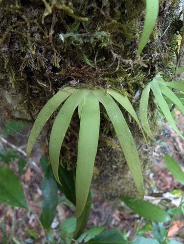 Mossman Fairy Orchid