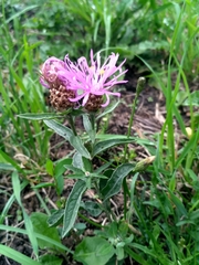 Centaurea jacea