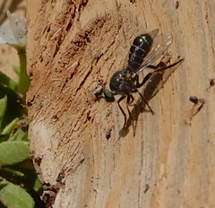 Atomosia melanopogon