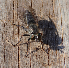 Atomosia melanopogon