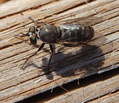 Atomosia melanopogon