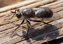 Atomosia melanopogon