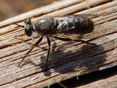 Atomosia melanopogon