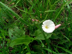 Convolvulus arvensis