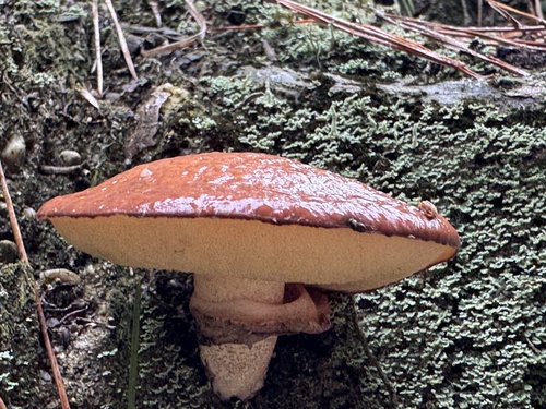Suillus luteus