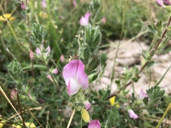 Ononis spinosa procurrens