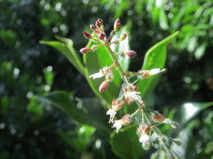 Circaea lutetiana